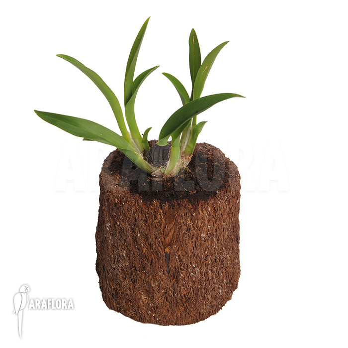 Oncidium x ‚Lemon surprise‘