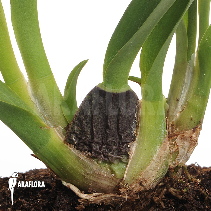 Oncidium x ‚Lemon surprise‘