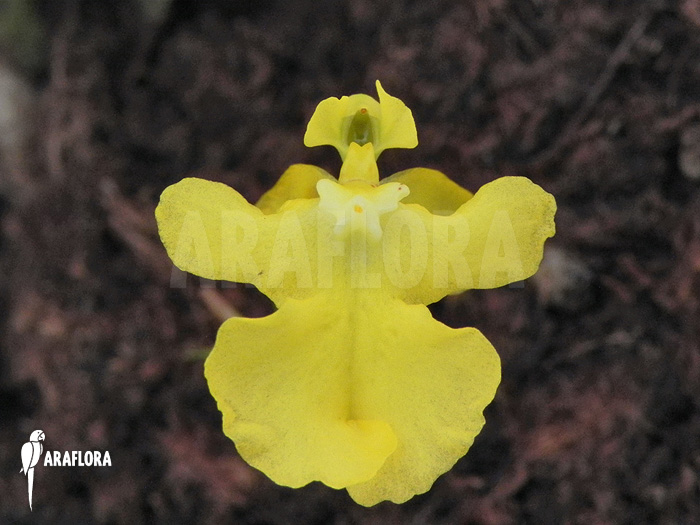 Oncidium x ‚Lemon surprise‘