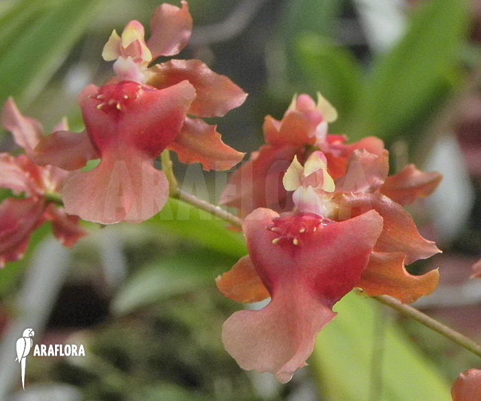 Oncidium x hybride ‚Red orange‘