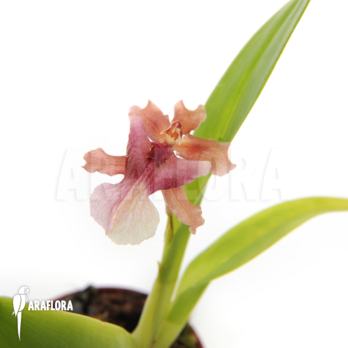 Oncidium x ‚Rosy sunset‘