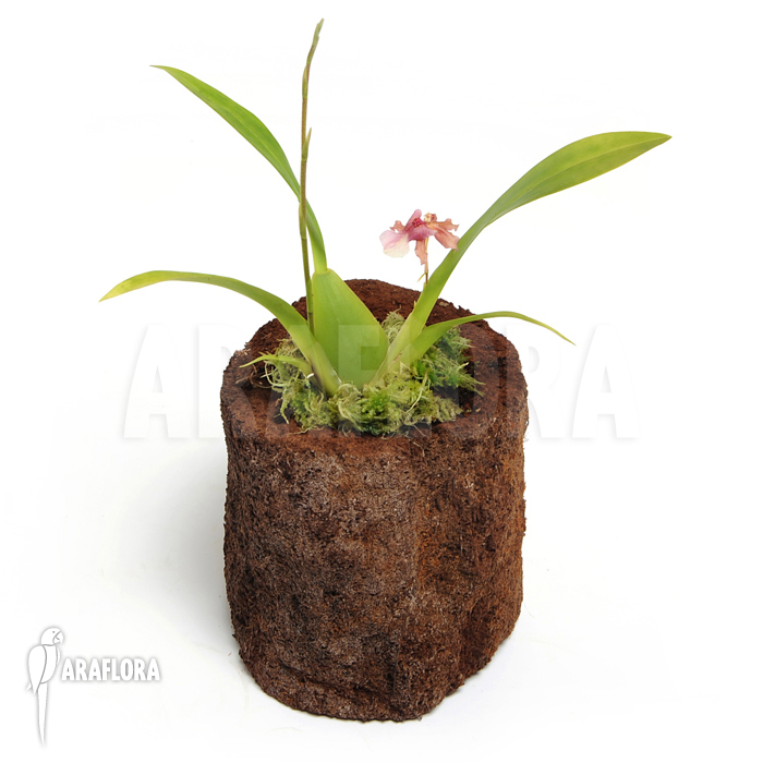 Oncidium x ‚Rosy sunset‘