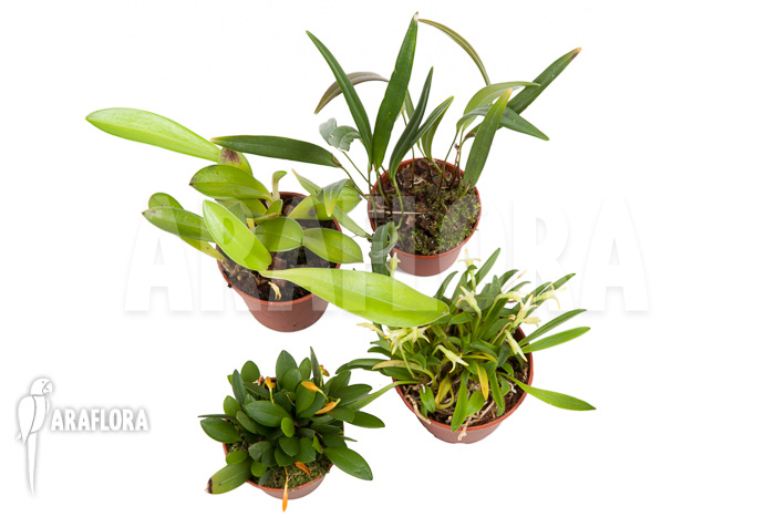 Orchid mini botanical 4 species