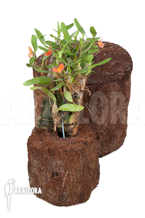 Ornithidium sophronitis ‚mounted‘