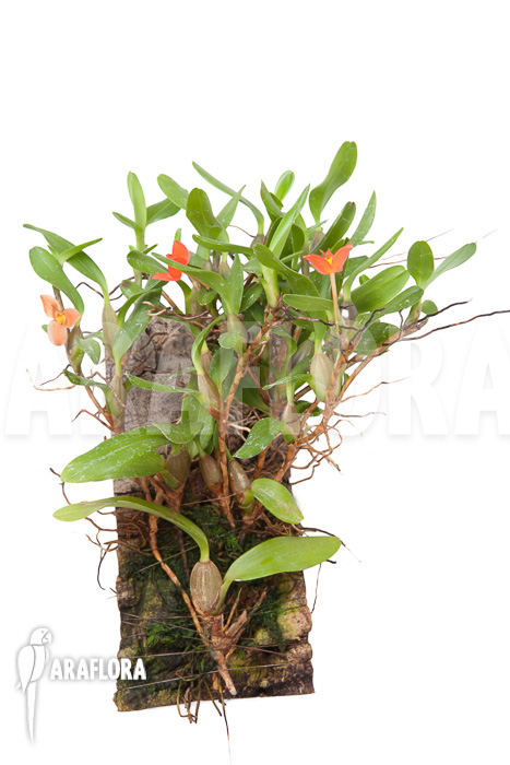 Ornithidium sophronitis ‚mounted‘