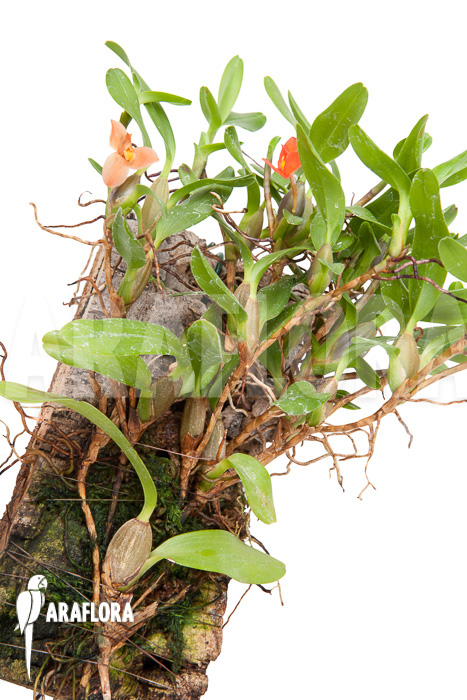 Ornithidium sophronitis ‚mounted‘