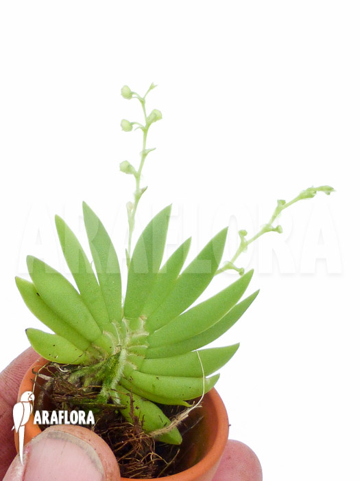 Ornithocephalus species ‚Ho02‘