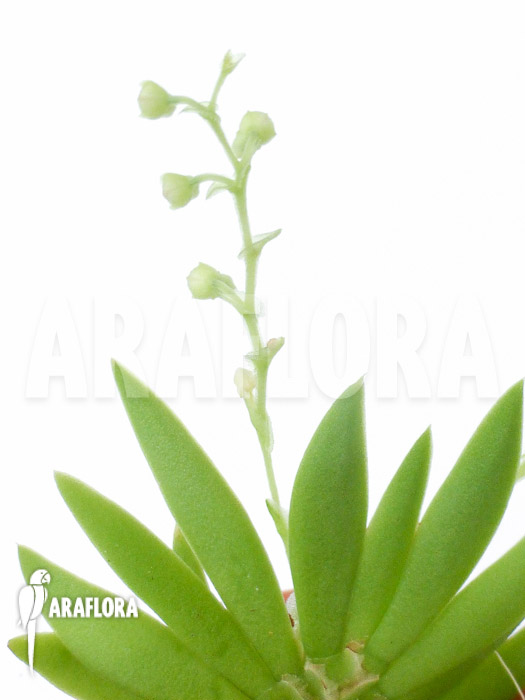 Ornithocephalus species ‚Ho02‘