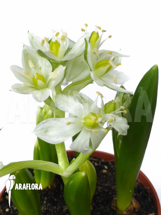 Ornithogalum balansae
