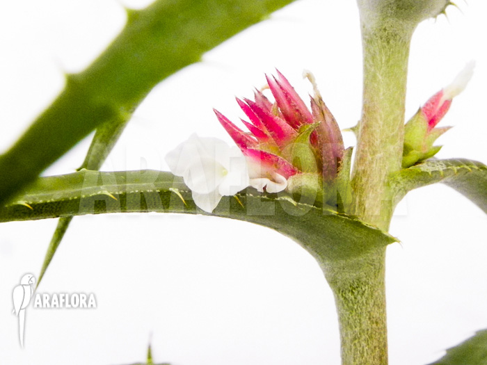 Orthophytum conquistense