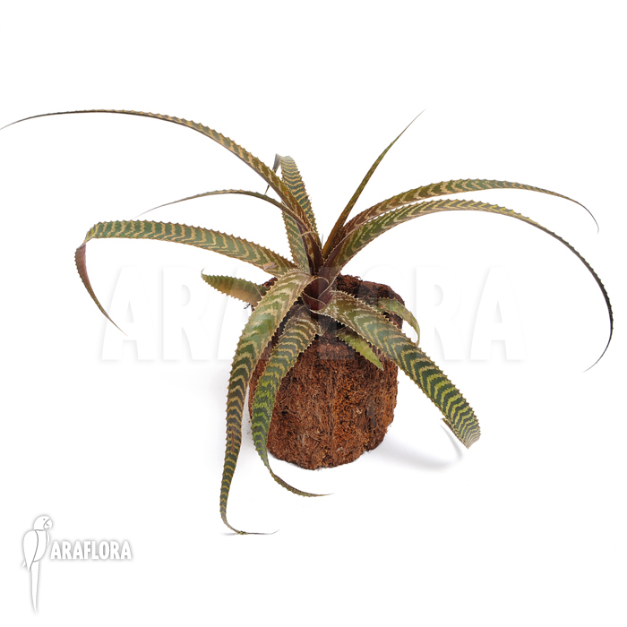 Orthophytum gurkenii