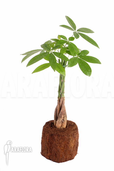 Pachira aquatica ‚M‘