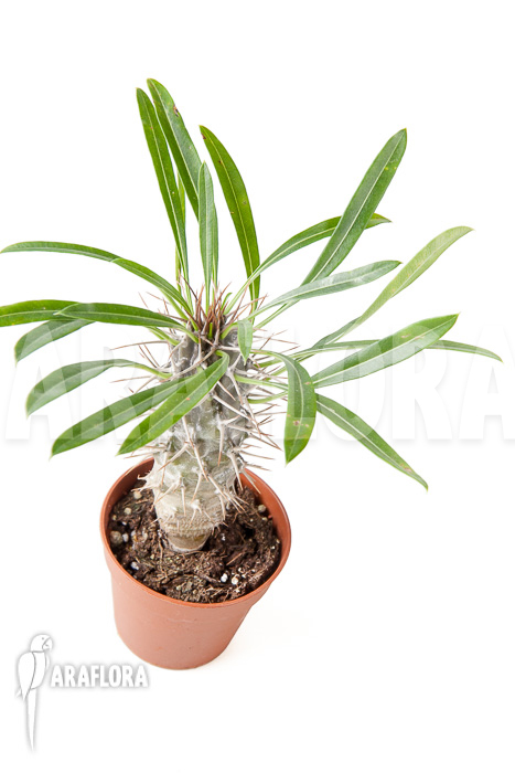 Pachypodium lamerei ‚S‘