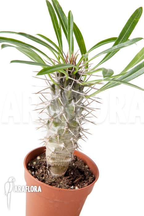 Pachypodium lamerei ‚S‘