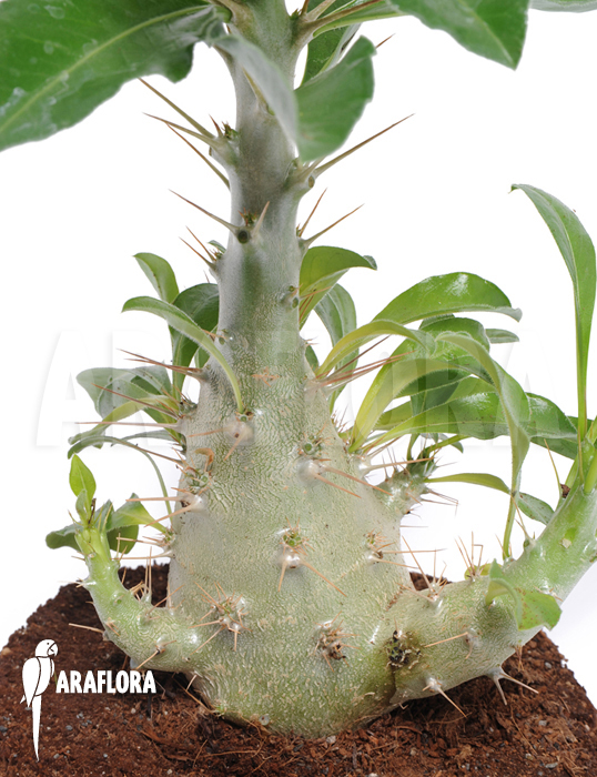 Pachypodium saundersii