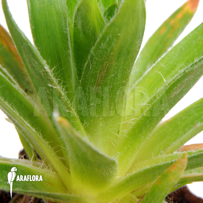 Paepalanthus costaricensis