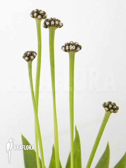 Paepalanthus costaricensis flower detail