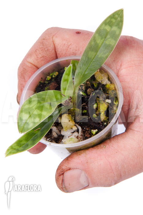 Paphiopedilum wardii