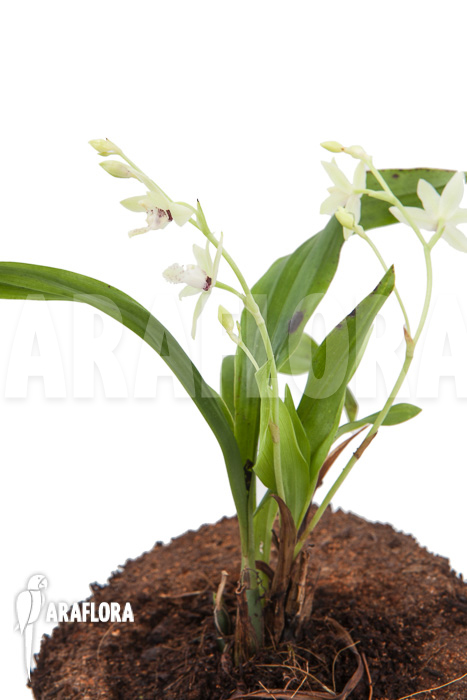 Paradisanthus micranthus