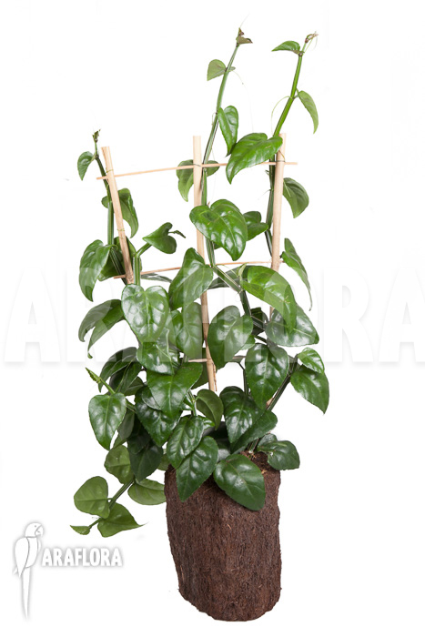 Parthenocissus quadragfolia