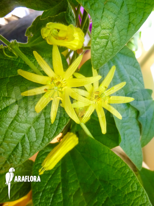 Passiflora citrina