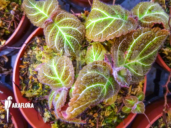 Pearcea hypocyrtiflora Ecuador