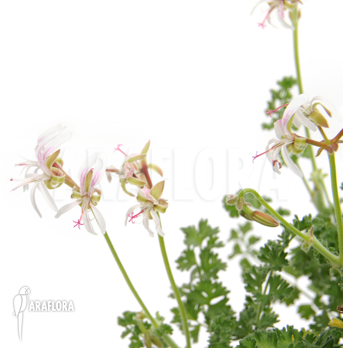 Pelargonium alternans