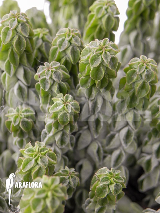 Peperomia columella ‚XL‘
