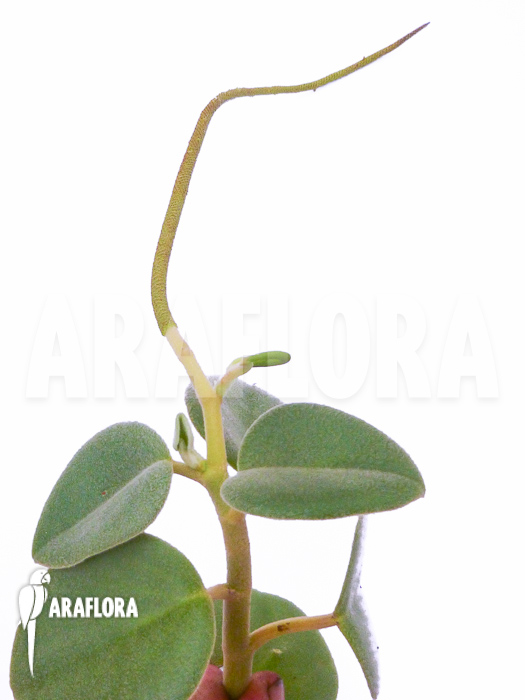 Peperomia-incana-3