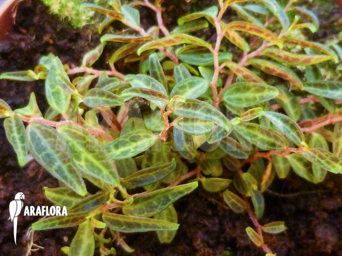 Peperomia jamesoniana ‚S‘
