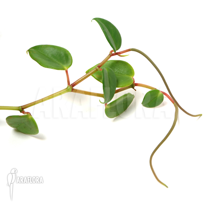 Peperomia macrostachya