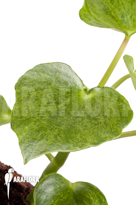 Peperomia polybotrya variagated L