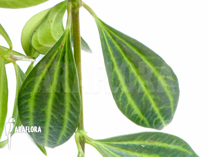 Peperomia puteolata ‚L‘