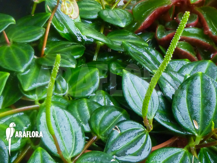 Peperomia quadrangularis flower