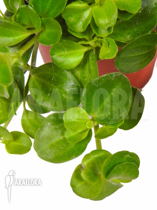 Peperomia rotundifolia