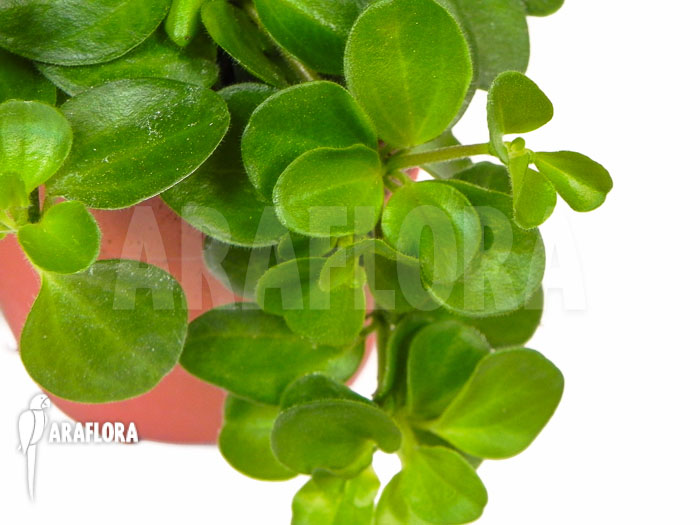 Peperomia rotundifolia