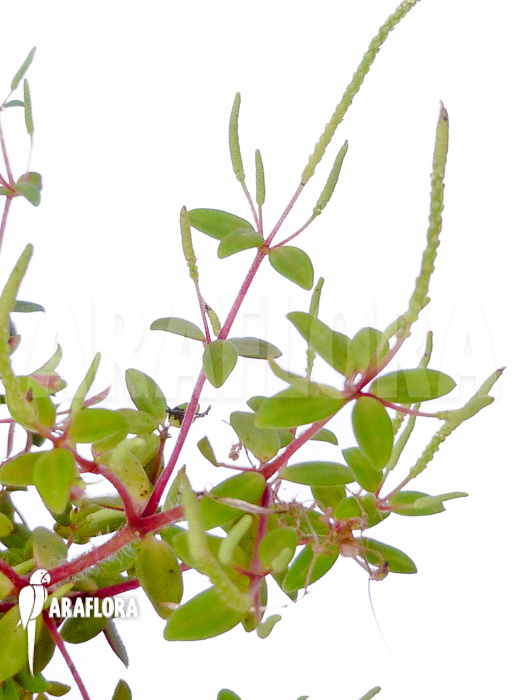 Peperomia rubella flower