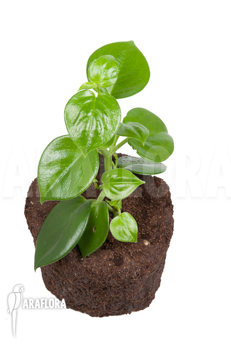Peperomia saksun L