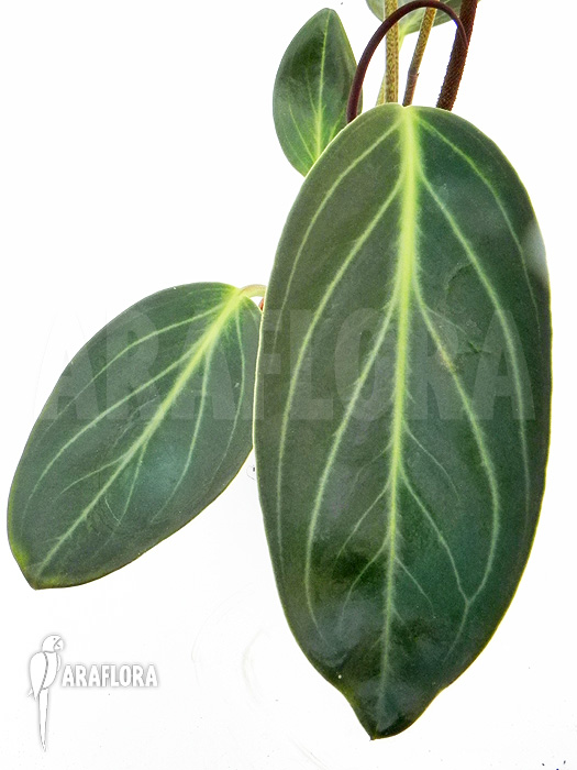 Peperomia sarcophylla