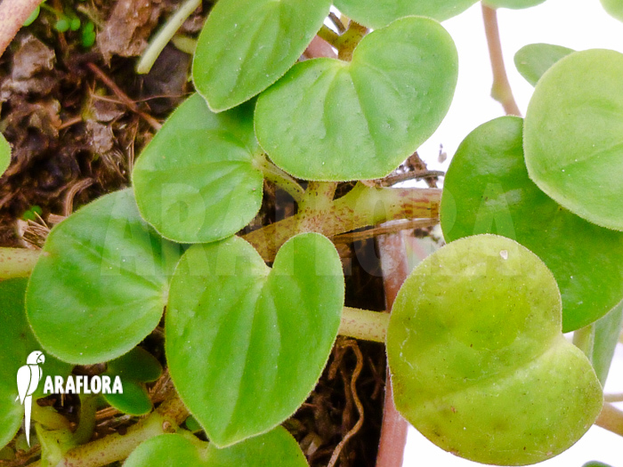 Peperomia serpens ‚Costa Rica‘