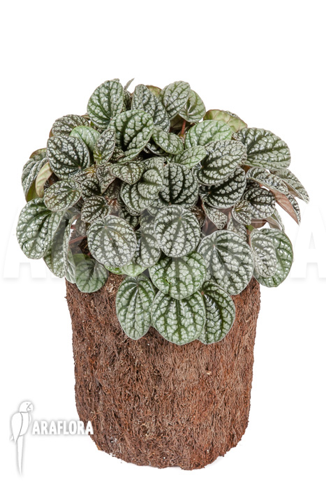 Peperomia x burbella