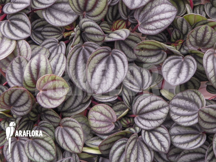 Peperomia x piccolo banda