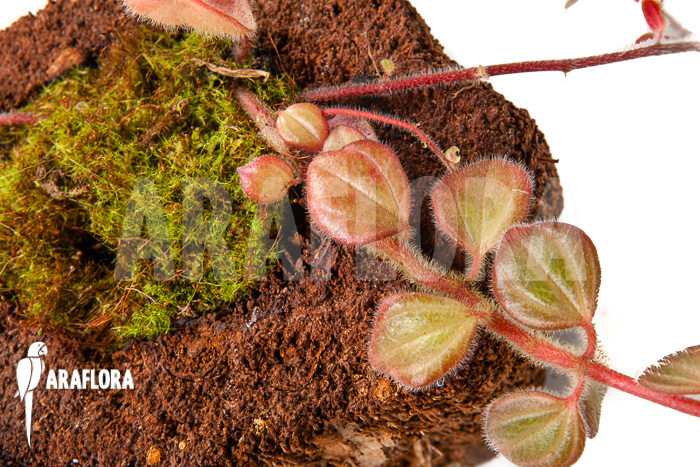 Peperomia x rauvema ‚S‘