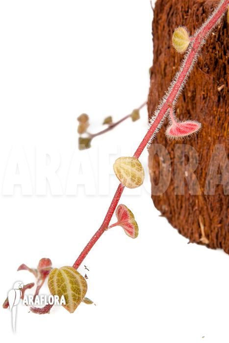 Peperomia x rauvema ‚S‘