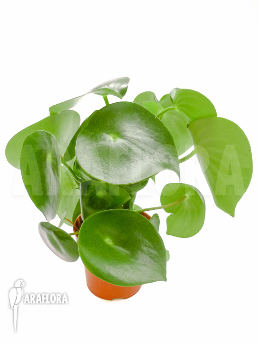 Peperomia x water pearl