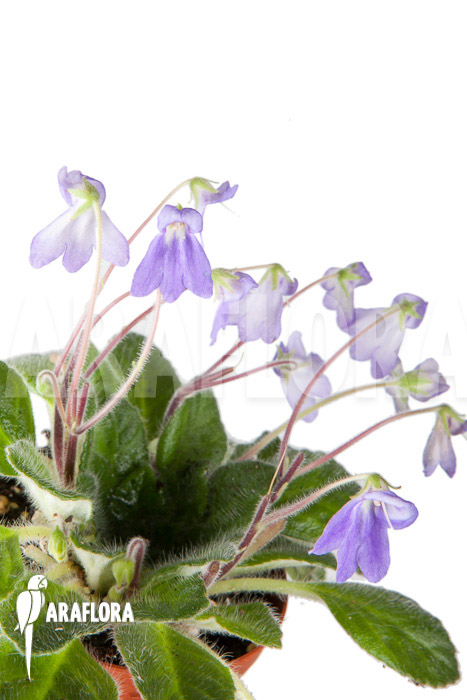 Petrocosmea hybride