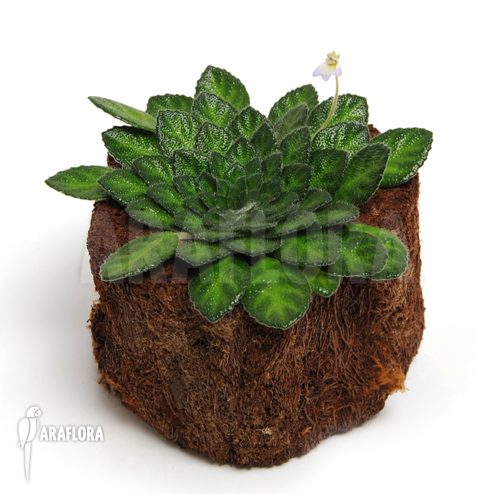 petrocosmea rosettifolia