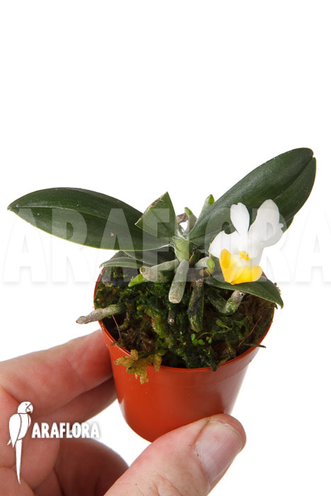 Phalaenopsis lobbii var flavalabia