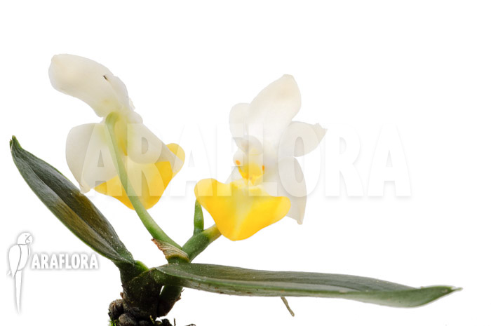 Phalaenopsis lobbii var flavalabia