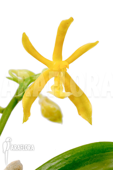 Phalaenopsis mannii var flava ‚L‘